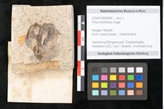 Foto (Objekt + Etikett) von Pinus holothana Unger (NHMW-GEO-2024-0188-8084)
